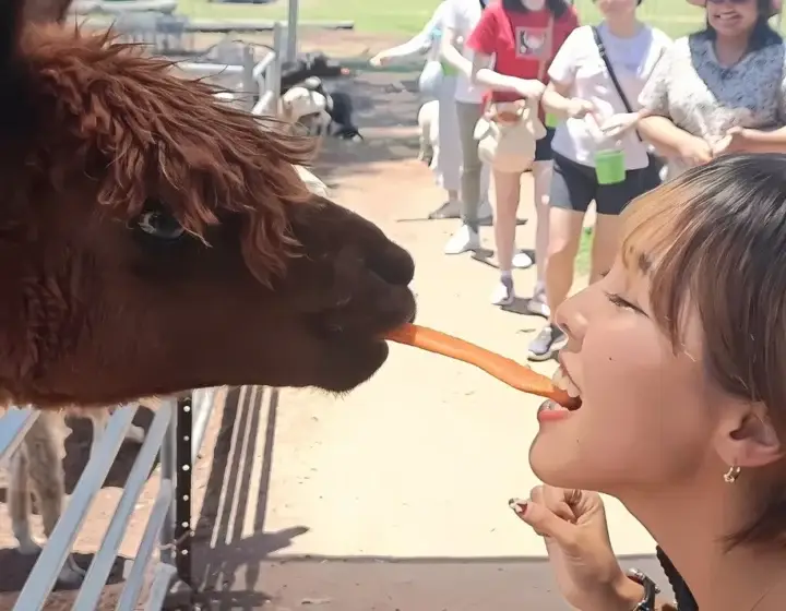 Alpaca-Feeding-and-Wildlife-Animal-Private-Group-Tour