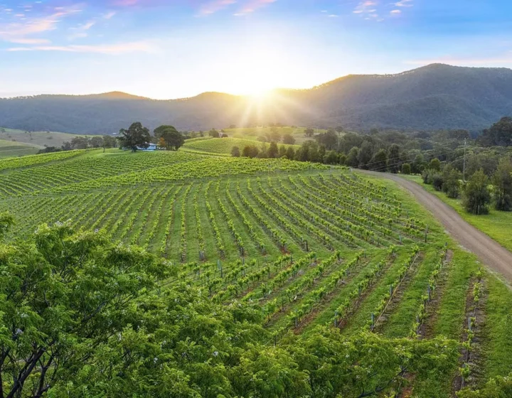 Hunter Valley Tour