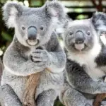 Lone Pine Koala Sanctuary