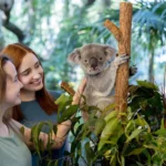Lone Pine Koala Sanctuary