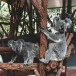 Lone Pine Koala Sanctuary
